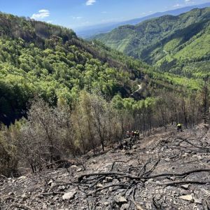 WaldbrandRein (12)
